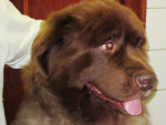 Dommel,bruine newfoundlander,had 4jr geleden een scheur in de voorste kruisband. Spalken hielp. Nu heeft hij rugpijn.